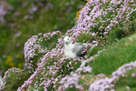 Fulmar at Sumburgh