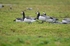 Barnacle Geese
