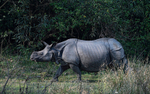 Rhino