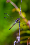 dragonfly-2