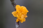 Witches Butter