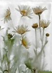 Ox-Eye Daisies 1