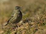 Rock Pipit near Anvil Point Lighthouse at Durlston