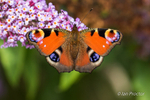 Peacock Butterfly on Buddleia
