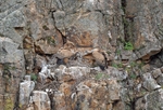 Griffon Vultures