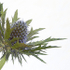 Sea Holly