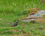 Balranald Bird Reserve Uist