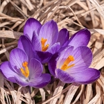 Neapolitan  Crocus (Crocus neapolitanus) formerly Crocus vernus