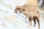 Two Bighorn Sheep grazing, Yellowstone National Park