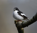 Pied Flycatcher