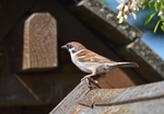 Tree Sparrow