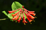 Trumpet Honeysuckle
