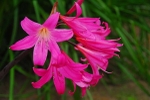 IMG.0271