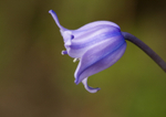 Bluebell - Scilla non-scripta RPNP0022