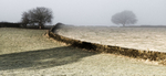 Trees and walls