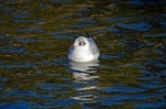 Black-headed Gull