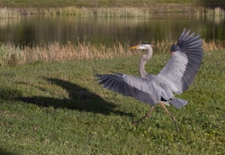 Great Blue Heron _0065
