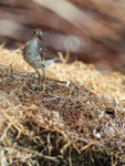 Spotted Sandpiper (breeding), Cayo Zapatilla, Panama