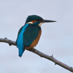 Kingfisher showing iridescent blue stripe on back at Otmoor