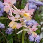 Hybrid Orchis - Orchis x colemanii ( Orchis mascula x O. pauciflora)