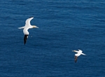 Gannet