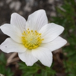 Monte Baldo anemone (Anemone baldensis)