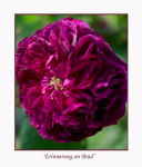 Rosa 'Erinnerung an Brod' 1