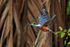 Ringed Kingfisher (female) in flight at Tortuguero
