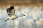 Juvenile Snow Goose (white morph) flying, Bosque del Apache