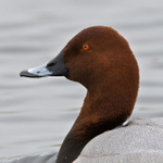 Pochard portfolio