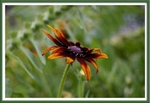 Rudbeckia and Hyoscyamus