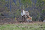 Reindeer