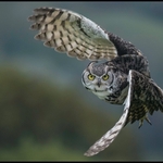 3rd Digital Jose Wakeman Long eared owl  