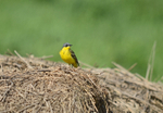 Blue-headed Wagtail