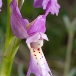 Hybrid Orchis - Orchis x colemanii ( Orchis mascula x O. pauciflora) This is a natural hybrid between  Early purple orchid (O. mascula) and few flowered orchid (O. pauciflora). 