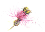 Bee and Knapweed Fine Art Print 635