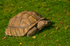 Tortoise - 0503