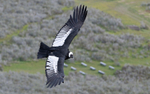 Sub-adult