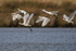Six Spoonbills taking off from the lagoon