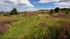 Manor Fields Park #06