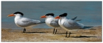 Three Royal Terns