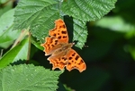 Comma