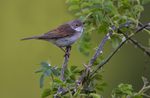 Whitethroat