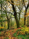 Wilsons Woods
