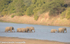 Elephants crossing the Luangwa river