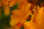 Flower - 9744