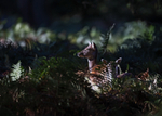 Fallow Deer - Dama dama
