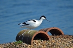 Avocet