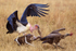 Marabou Stork chasing after African White-backed Vulture