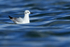 Bonaparte's Gull on water, Farmoor Reservoir